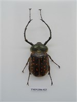 藏品(長臂金龜)的圖片